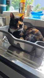 Lost Female Cat last seen B32 3UJ, West Midlands, England B32 3UJ