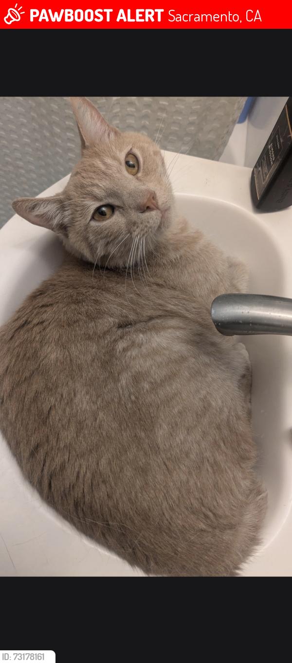 Lost Male Cat last seen Dayton street, sacramento CA 95838, Sacramento, CA 95838