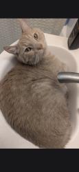 Lost Male Cat last seen Dayton street, sacramento CA 95838, Sacramento, CA 95838