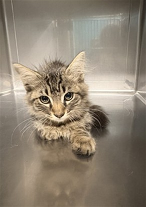 Shelter Stray Unknown Cat last seen , 4275 Elton St, Baldwin Park, CA 91706, USA