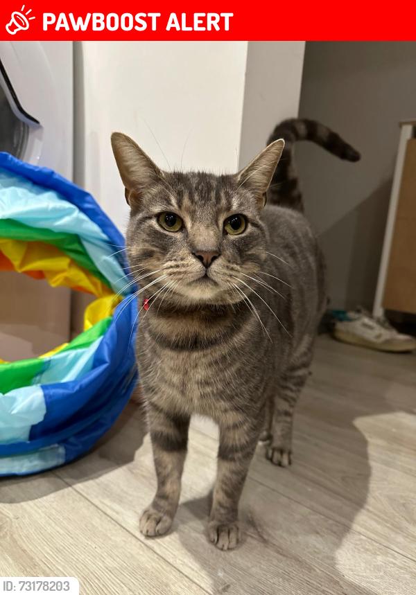 Lost Male Cat last seen Bernard’s mead, Bournemouth, Christchurch and Poole, England BH23 2EE