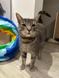Lost Male Cat last seen Bernard’s mead, Bournemouth, Christchurch and Poole, England BH23 2EE