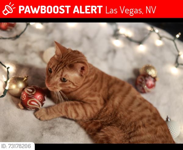 Lost Male Cat last seen Near e tropicana ave, Las Vegas, NV 89121