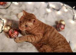 Lost Male Cat last seen Near e tropicana ave, Las Vegas, NV 89121