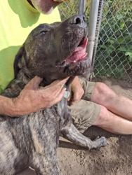 Reunited Female Dog last seen Little Kalama River Road, Woodland, WA 98674