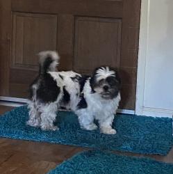 Found/Stray Male Dog last seen Akers and Walnut, Visalia, Visalia, CA 93277