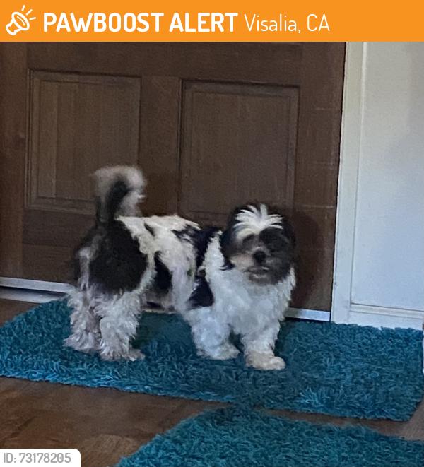 Found/Stray Male Dog last seen Akers and Walnut, Visalia, Visalia, CA 93277