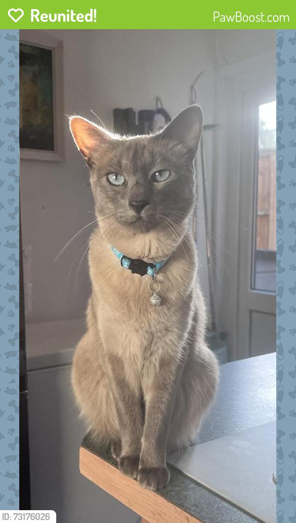 Reunited Male Cat last seen Waddon Ponds or Wandle Park, Greater London, England 