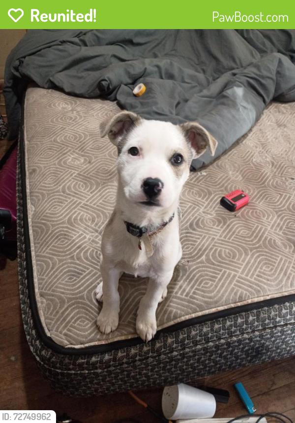 Reunited Female Dog last seen green and orme or gilbert, Wichita, KS 67211