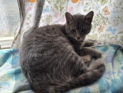 Lost Female Cat last seen Throp street, Binghamton, NY 13905