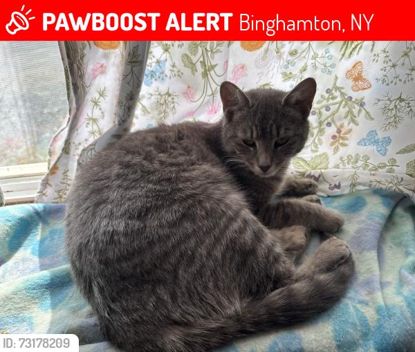 Lost Female Cat last seen Throp street, Binghamton, NY 13905