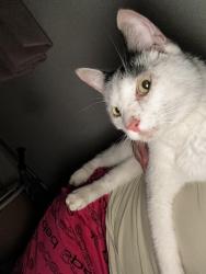 Reunited Male Cat last seen Laurel ridge road Reinholds Pa near golf course, Laurel Ridge Rd, PA 17517