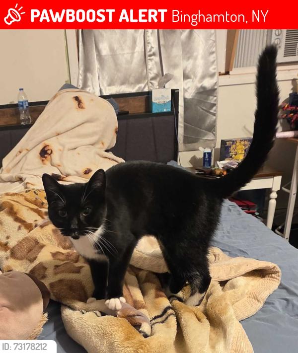 Lost Female Cat last seen Near mather street, Binghamton, NY 13905
