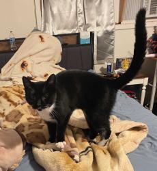 Lost Female Cat last seen Near mather street, Binghamton, NY 13905