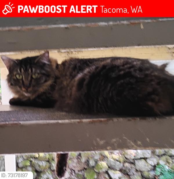 Lost Female Cat last seen 40th and B st, Tacoma, WA 98404