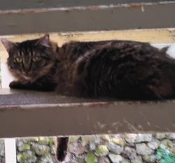 Lost Female Cat last seen 40th and B st, Tacoma, WA 98404