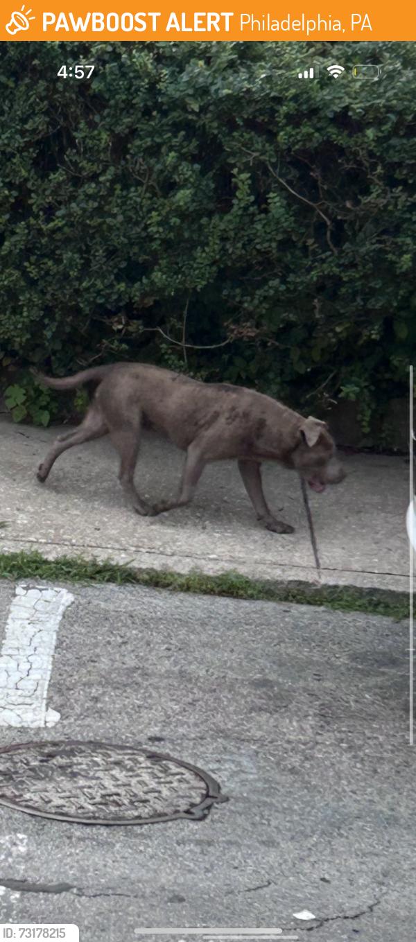 Found/Stray Unknown Dog last seen N Robinson and Media, Philadelphia, PA 19131