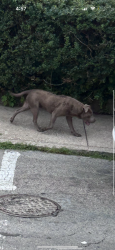 Found/Stray Unknown Dog last seen N Robinson and Media, Philadelphia, PA 19131