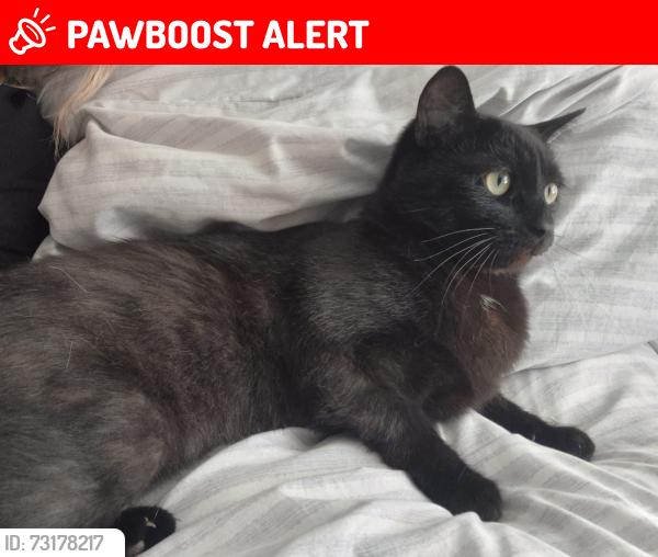 Lost Male Cat last seen Evesham football club, Worcestershire, England 