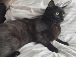 Lost Male Cat last seen Evesham football club, Worcestershire, England 