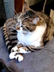 Lost Male Cat last seen Venica road fulham, Greater London, England W14 9XL