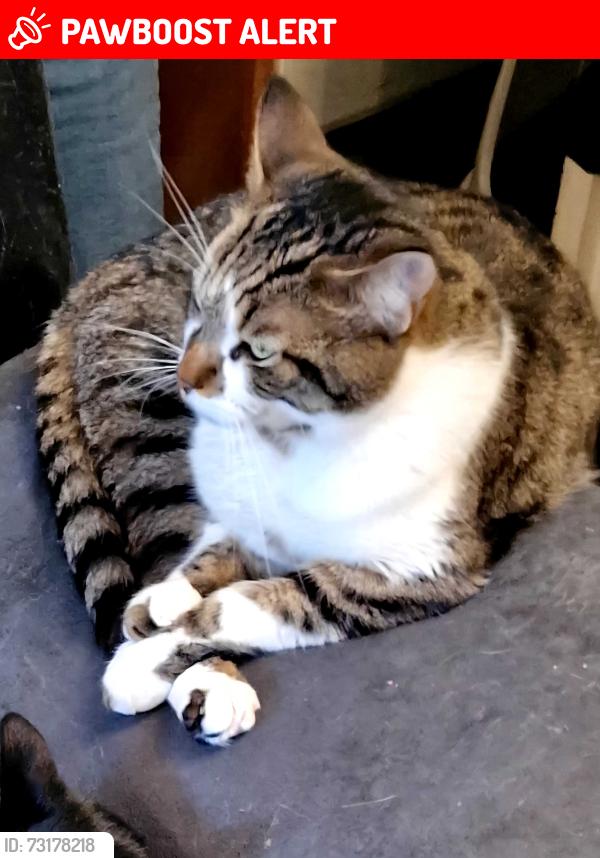 Lost Male Cat last seen Venica road fulham, Greater London, England W14 9XL