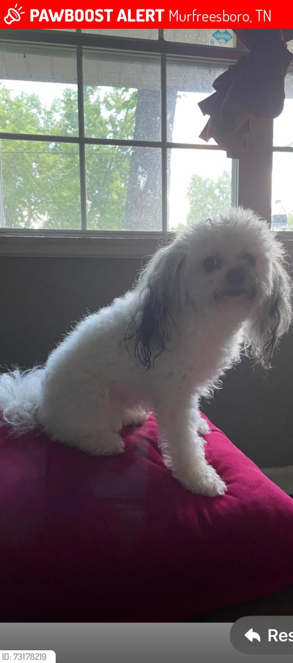 Lost Male Dog last seen Near eagle st, Murfreesboro, TN 37130