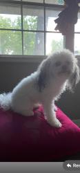 Lost Male Dog last seen Near eagle st, Murfreesboro, TN 37130