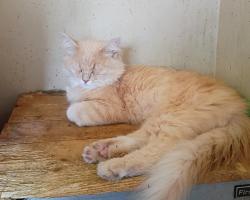 Lost Male Cat last seen Sandlewood, boxwood, Columbus, OH 43229