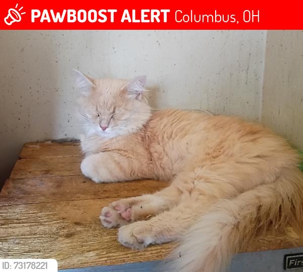 Lost Male Cat last seen Sandlewood, boxwood, Columbus, OH 43229