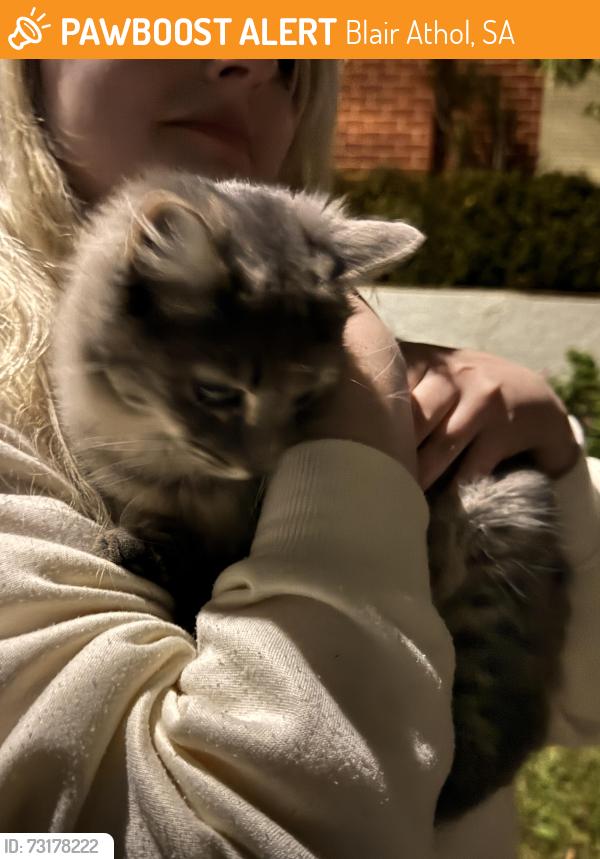 Found/Stray Unknown Cat last seen Hangs around corner hses, Blair Athol, SA 5084