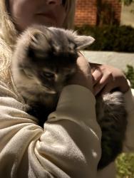 Found/Stray Unknown Cat last seen Hangs around corner hses, Blair Athol, SA 5084