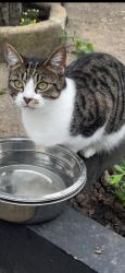 Lost Female Cat last seen Southend road e6 2al, Greater London, England 