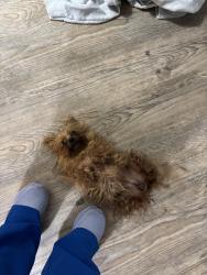 Found/Stray Female Dog last seen Rochester drive, Fayetteville, NC 28305