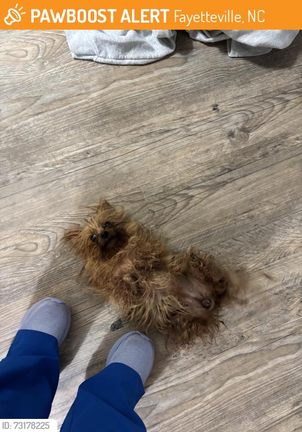 Found/Stray Female Dog last seen Rochester drive, Fayetteville, NC 28305