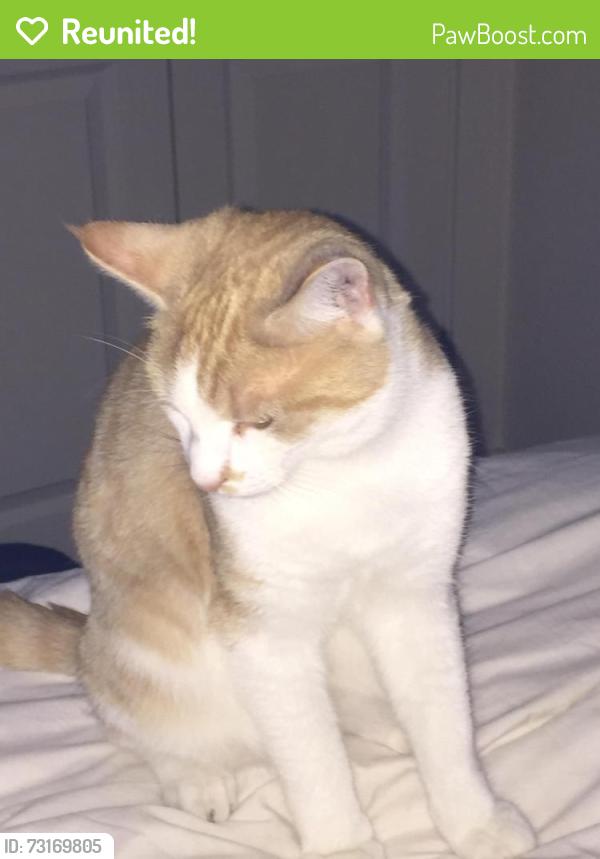 Reunited Male Cat last seen Dakota Way, Hampshire, England SO50 5TY