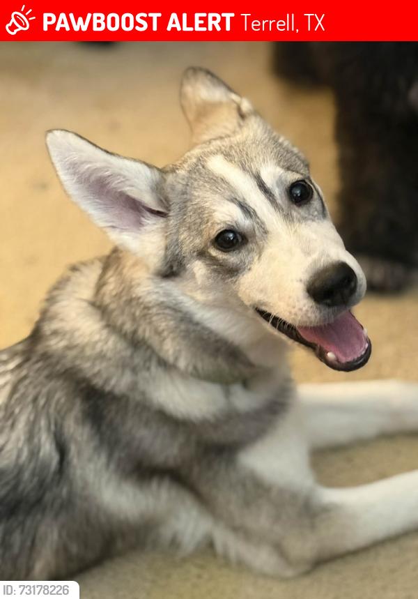 Lost Female Dog last seen Near norton dr, Terrell, TX 75160