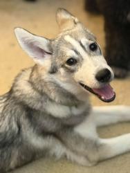 Lost Female Dog last seen Near norton dr, Terrell, TX 75160