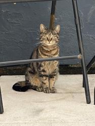 Reunited Female Cat last seen Bolton street, Blackpool, England 