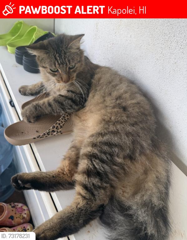 Lost Male Cat last seen Kapolei Middle School, Kapolei, HI 96707