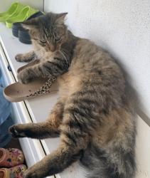Lost Male Cat last seen Kapolei Middle School, Kapolei, HI 96707