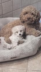 Reunited Female Dog last seen Seneca Circle and Ottawa, Las Vegas, NV 89169