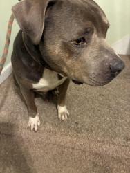 Found/Stray Male Dog last seen Alexander St near Philips Towing, Fayetteville, NC 28301