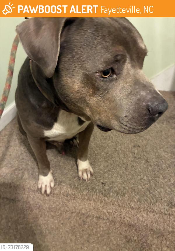 Found/Stray Male Dog last seen Alexander St near Philips Towing, Fayetteville, NC 28301