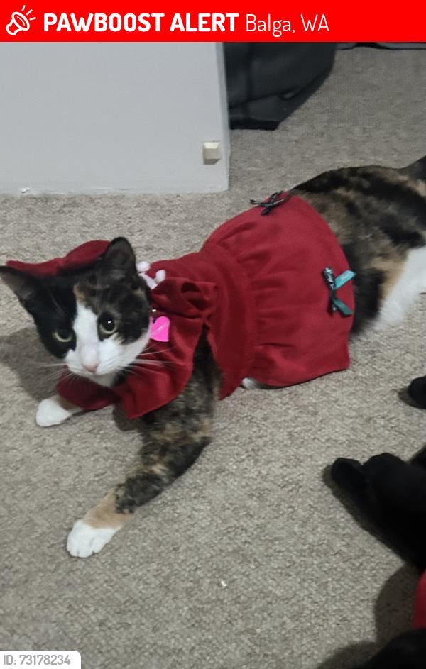 Lost Female Cat last seen Near Elward way, Balga, WA 6061