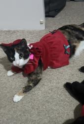 Lost Female Cat last seen Near Elward way, Balga, WA 6061