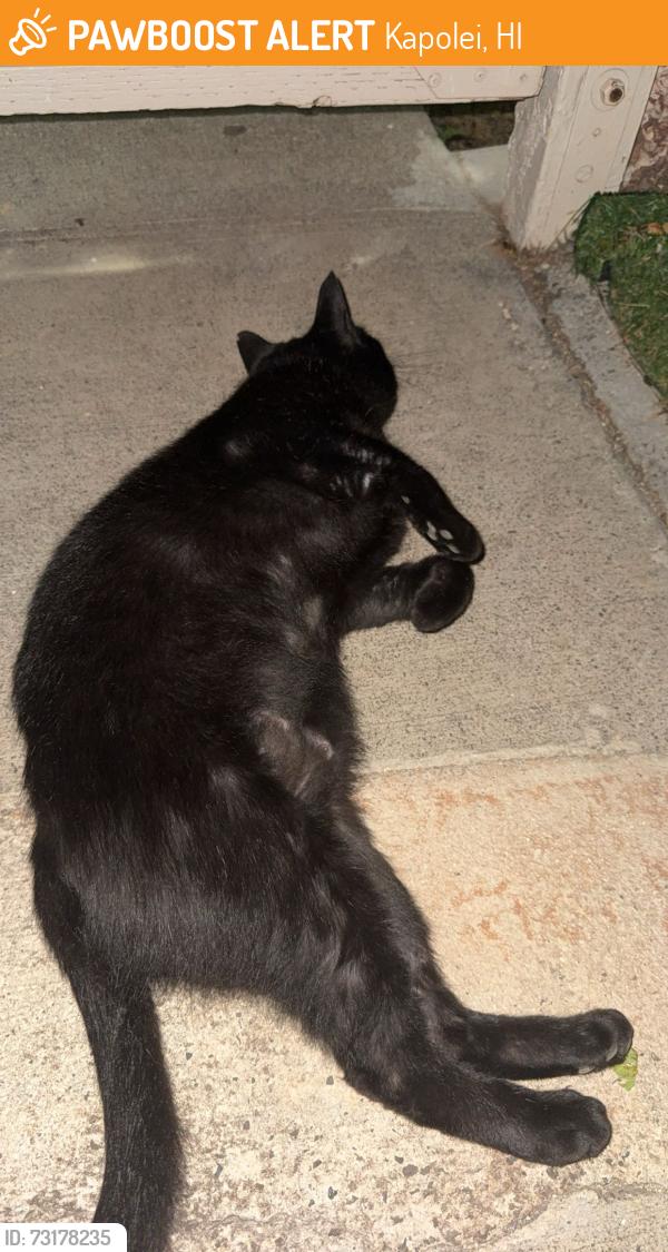 Found/Stray Unknown Cat last seen Palehua gardens, Kapolei, HI 96707
