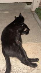 Found/Stray Unknown Cat last seen Palehua gardens, Kapolei, HI 96707