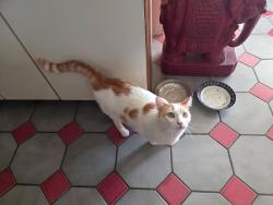 Lost Male Cat last seen Crest and Highcross Dr, Torrance, CA 90505