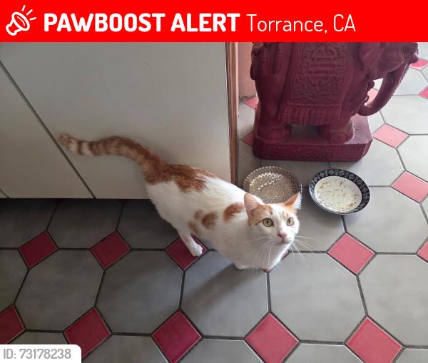 Lost Male Cat last seen Crest and Highcross Dr, Torrance, CA 90505